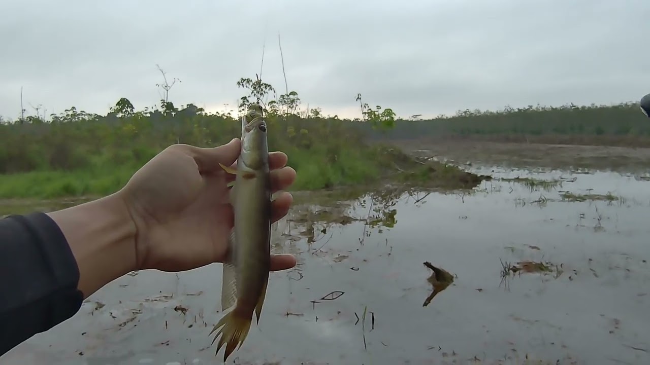 Full strike gabus part 21 #casting #fishing #kocolan #mancing #snakehead #shimanoslx #fyp