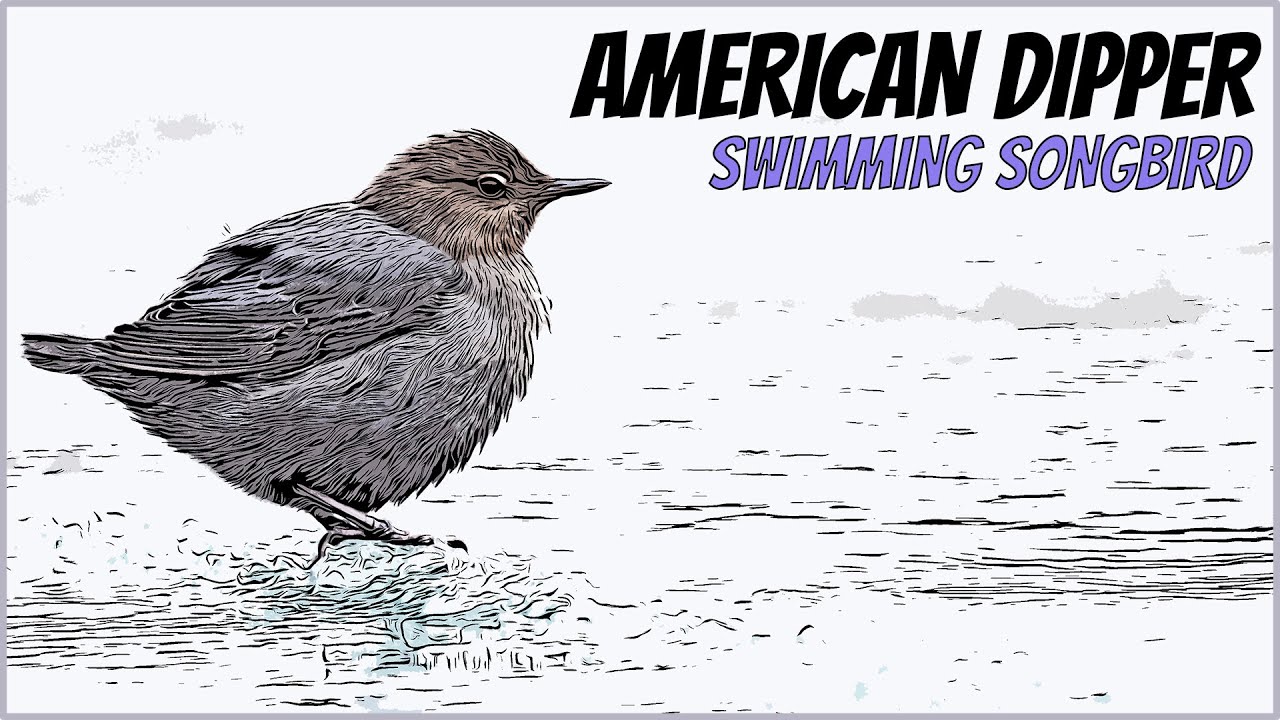 Birding on Vancouver Island: The Thrill of Spotting the Incredible American Dipper