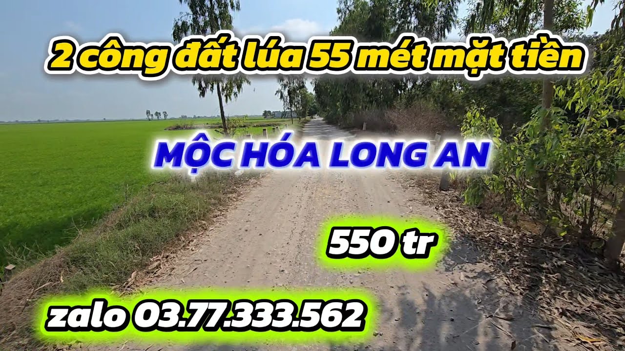 2 công đất đẹp ai  cũng  thích  55 mét  mặt tiền đường ô tô  chạy, giá  550 tr,mộc hóa long an