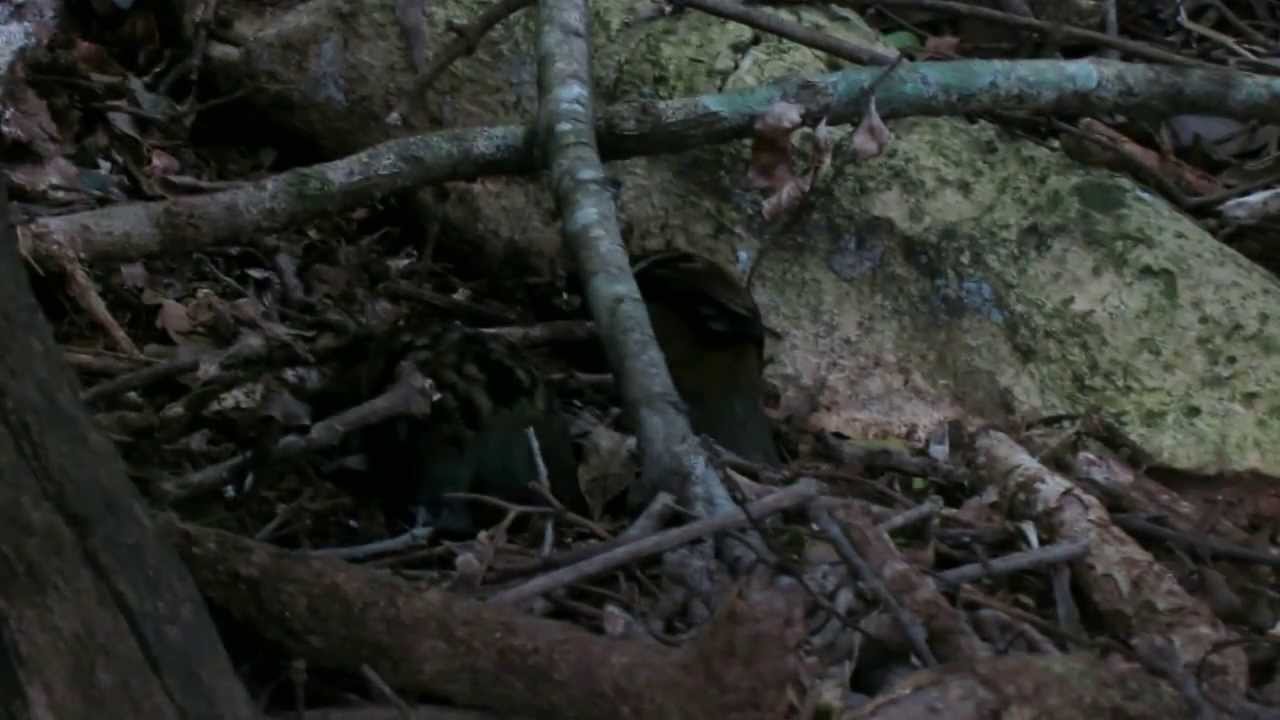 Two Australian Logrunners forage in Lamington National Park
