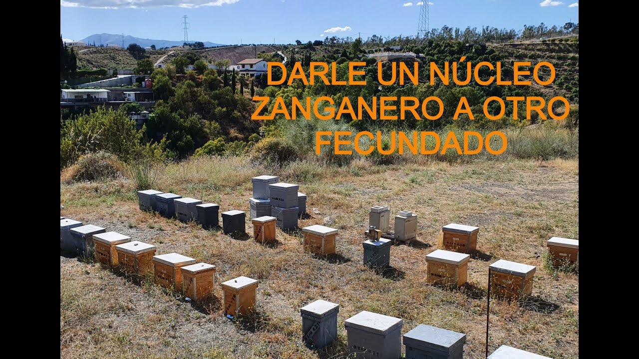 Como Darle Un Núcleo Zanganero a Otro Núcleo Fecundado