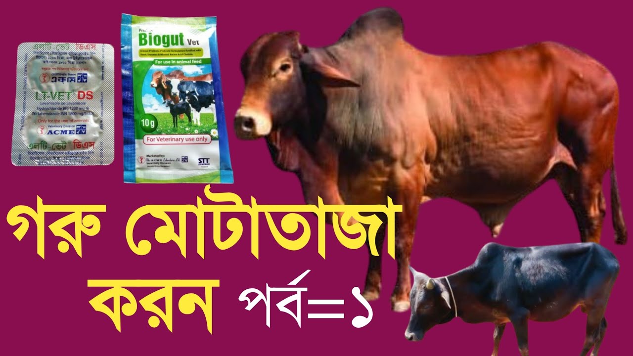 কুরবানীর জন্য গরু মোটাতাজা করন (পর্ব ১) #গরুমোটাতাজাকরন #গরুপালন #মোটাতাজাকরণ 