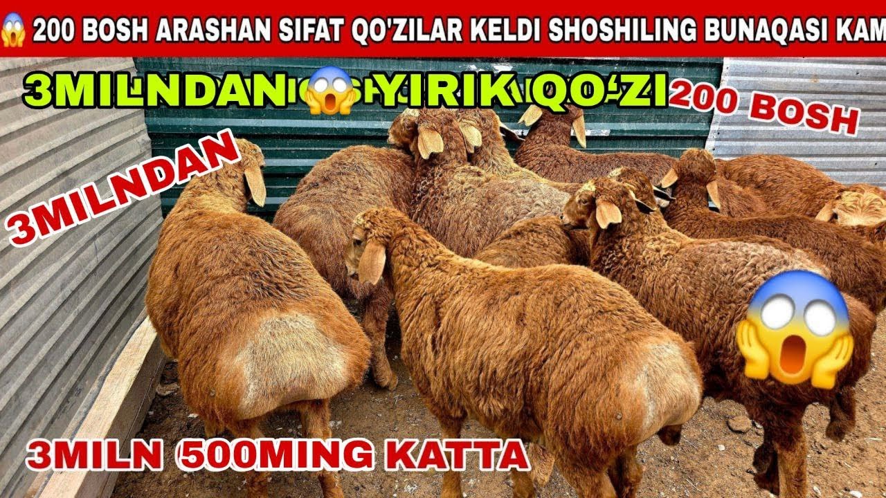 😱200 bosh 3milndan arashan sifat katta qo’zilar keldi 3miln 500 ming yirik qo’zilar keldi bunaqa ar