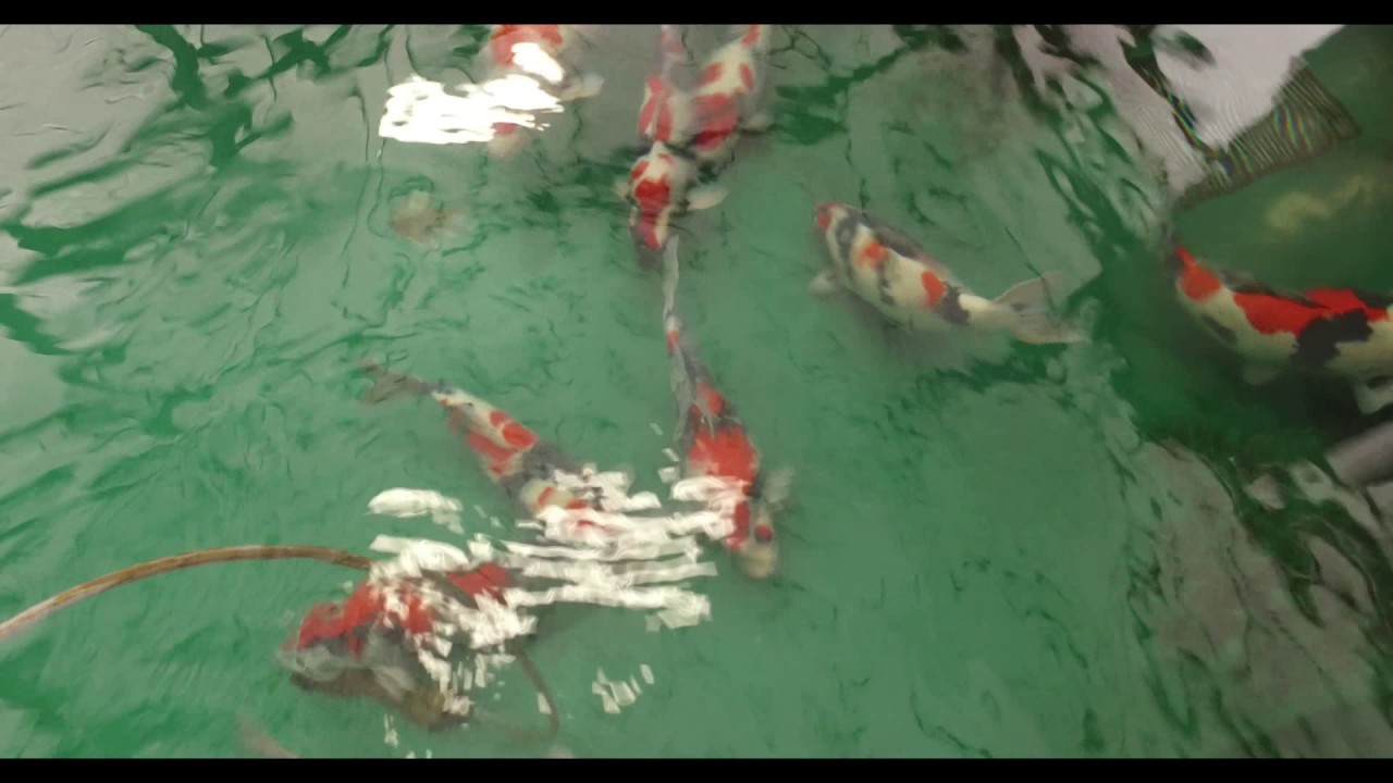 Isa Koi Farm Sansai harvest 10.11.2016