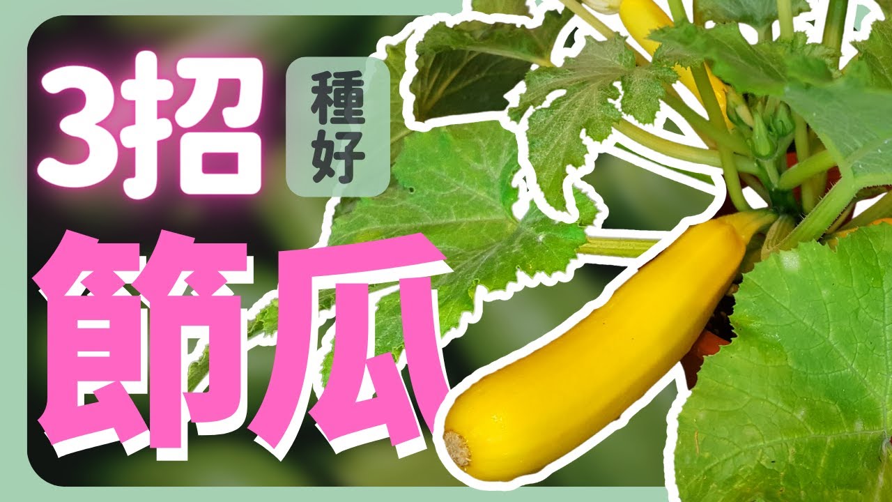 減糖料理必備！3招種出節瓜(櫛瓜)盆栽！| How to grow Zucchini |《葛斯怎麼種》35
