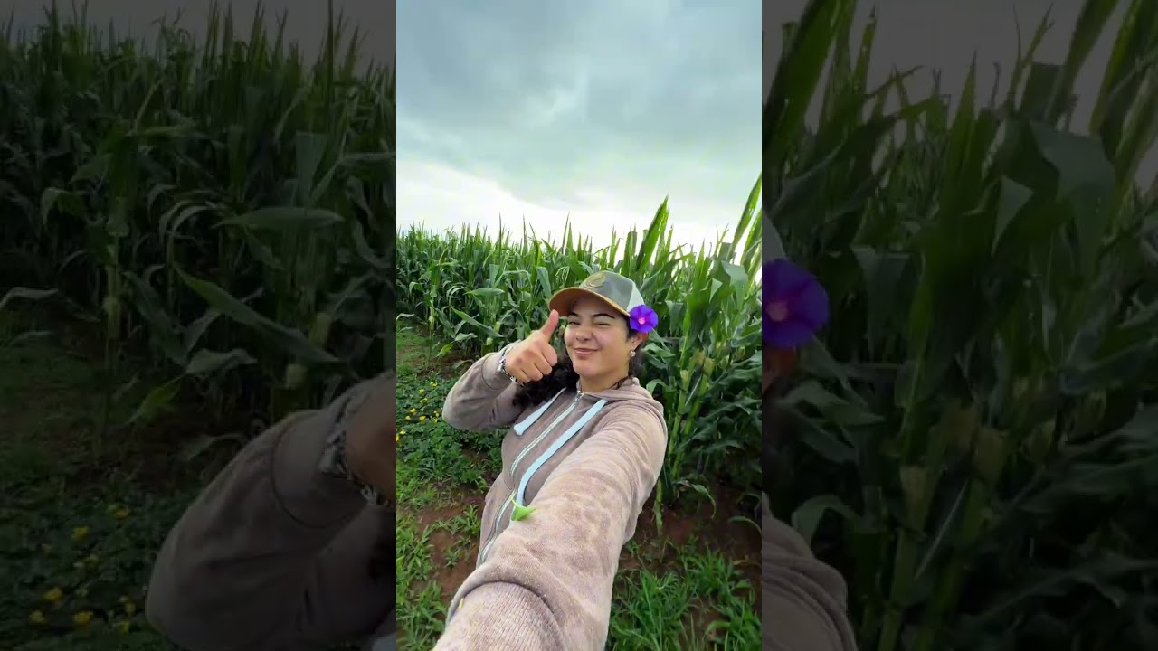 Este fue todo el proceso de la siembra 🤠