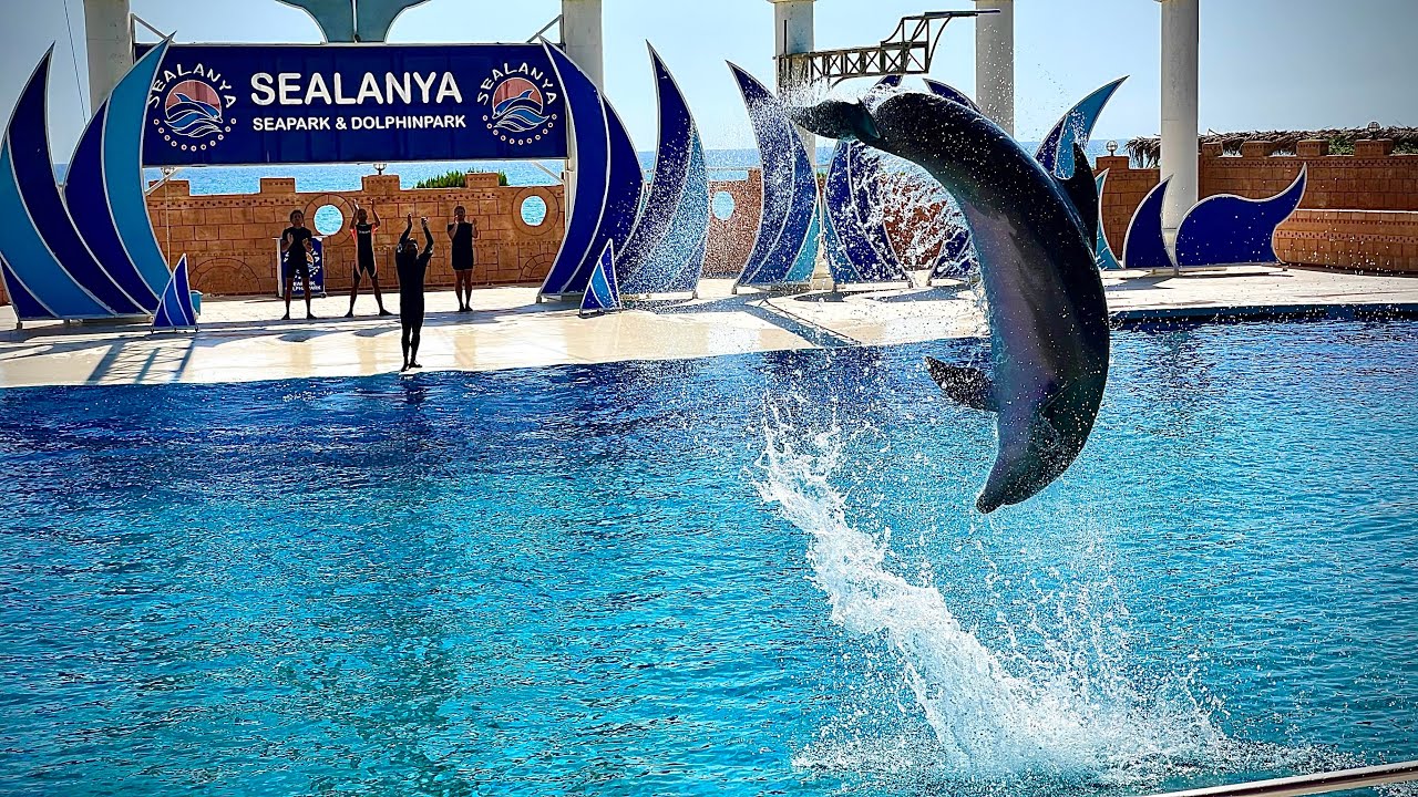 Дельфинарий в Турции. Плавание с дельфинами в SEALANYA DOLPHINPARK. Лохотрон для туристов!