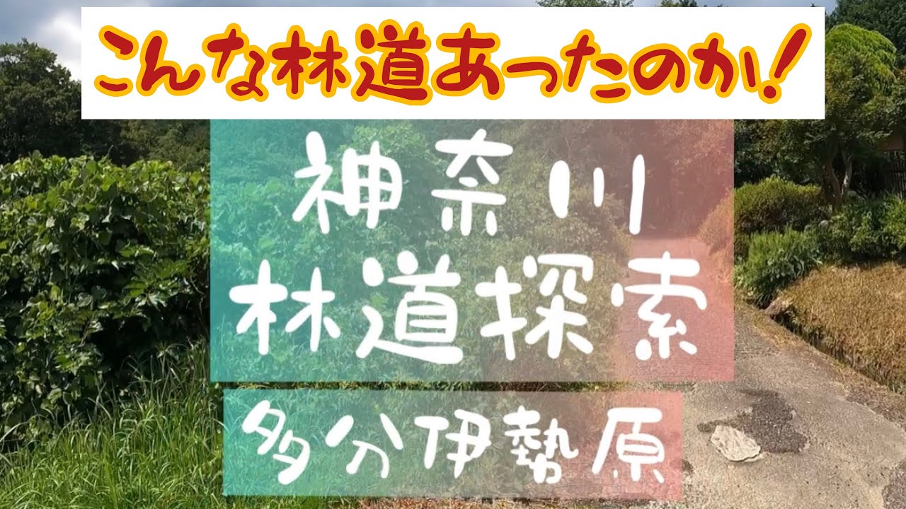 【林道探索】神奈川県伊勢原市　オフロードで手当たり次第！