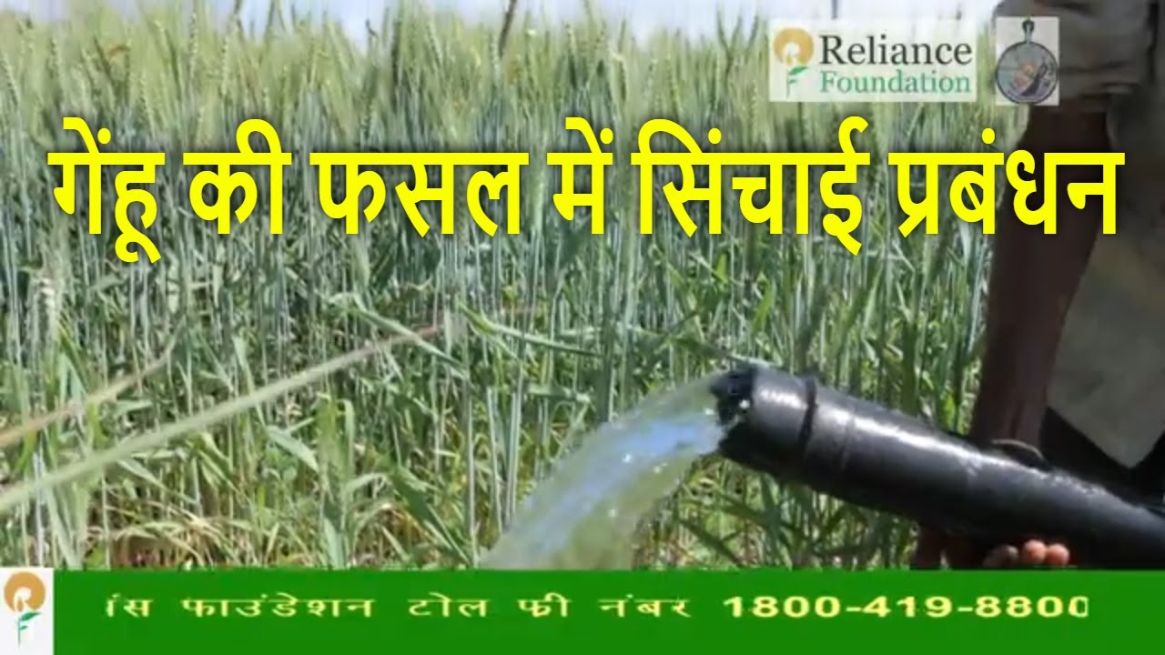 गेंहू की फसल में सिंचाई प्रबंधन | Water Management for Wheat Crop