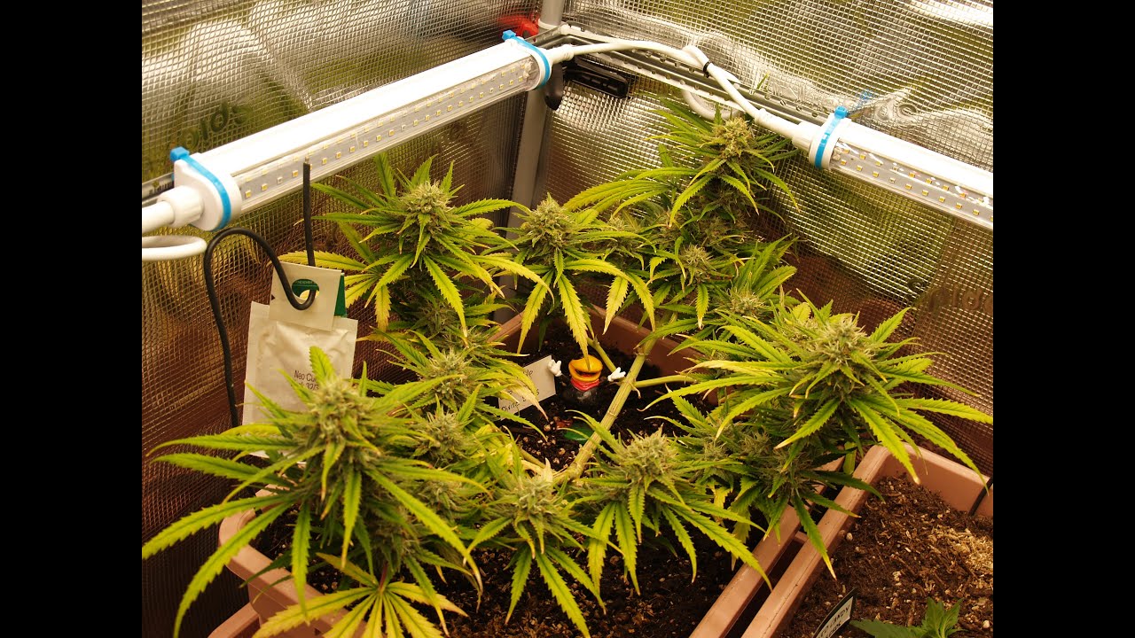 Auto Pablo Escobar Divine Seeds timelapse from seed to harvest in 70 days