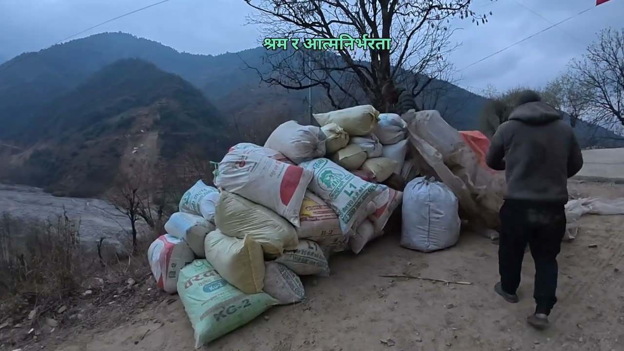 मकै आलु रोप्नुपर्ने भएकोले प्राङ्गारिक मल बो क्दैछौँ |  Organic Manure for Potato and Maize 