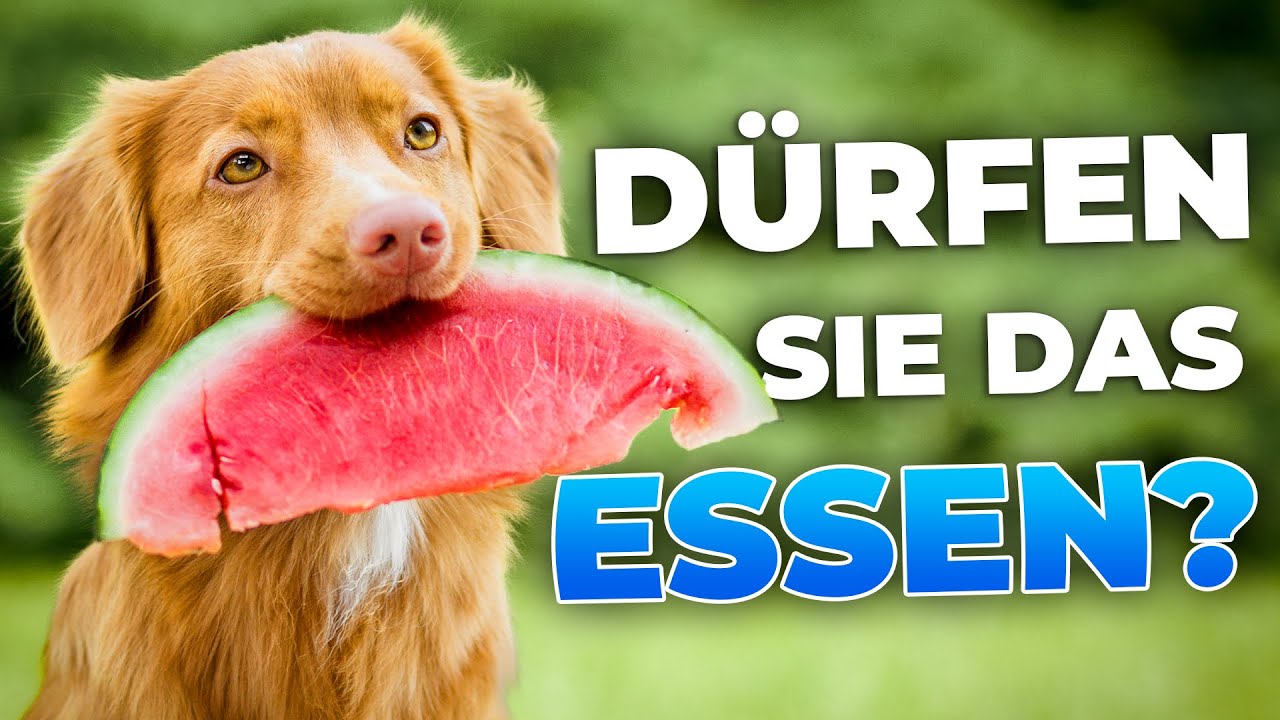 Welches Obst dürfen Hunde essen? Eine perfekte Hundeernährung