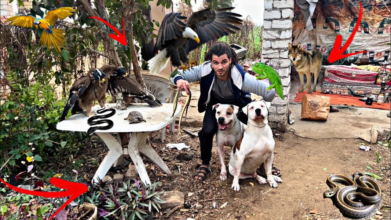 طلعنا رحلة صيد ب الكلاب🐶🐍🦅🐢🦊