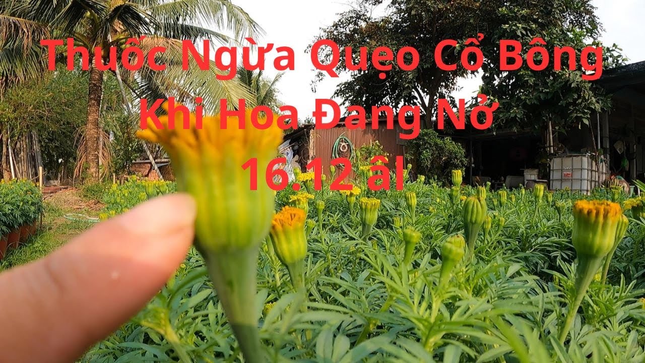 Giai Đoan Hoa Đang Nở Rộ Thì Bị Riệp Sáp , Nhệnh Đỏ làm Hư Bông