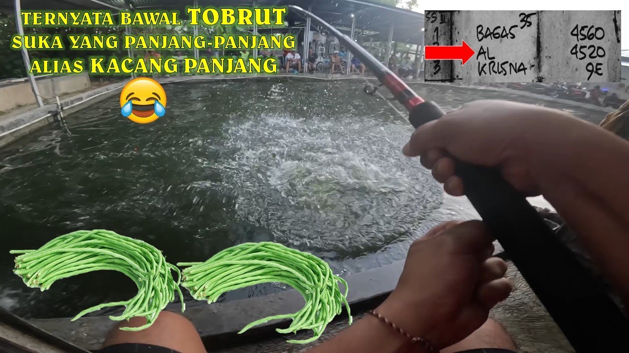 Umpan Kacang Panjang Untuk Ikan Bawal Babon !! Galatama Bawal !!