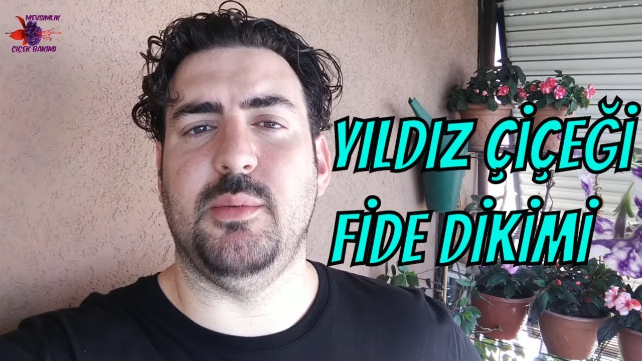 YILDIZ ÇİÇEĞİ FİDE DİKİMİ ve BAKIMI (BALKON/SAKSI)