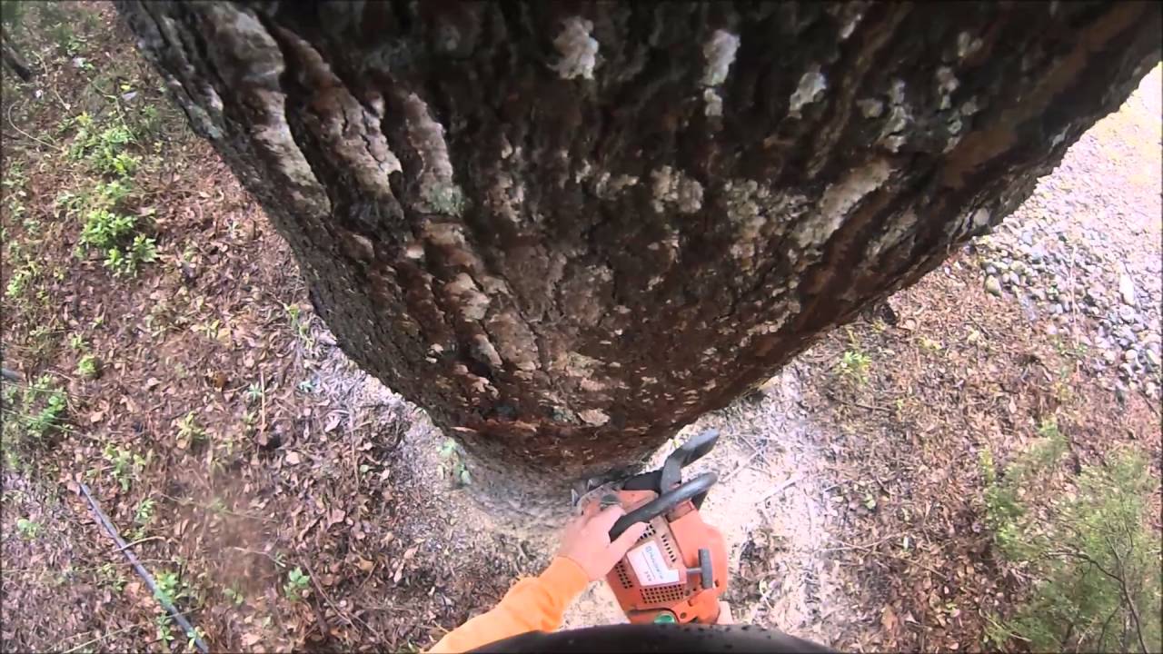 Bore cut (plunge cut) on an Oak