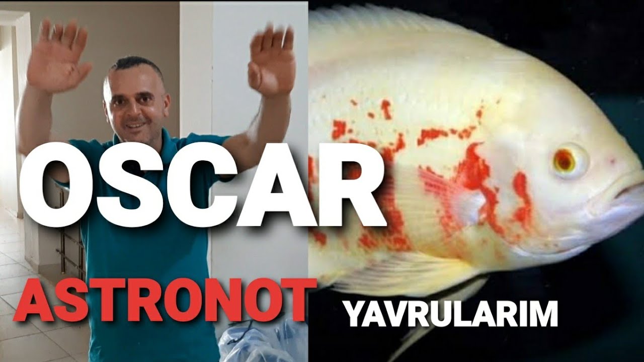 ASTRONOT OSCAR BALIĞI BAKIMI VE YAVRU NASIL ALINIR