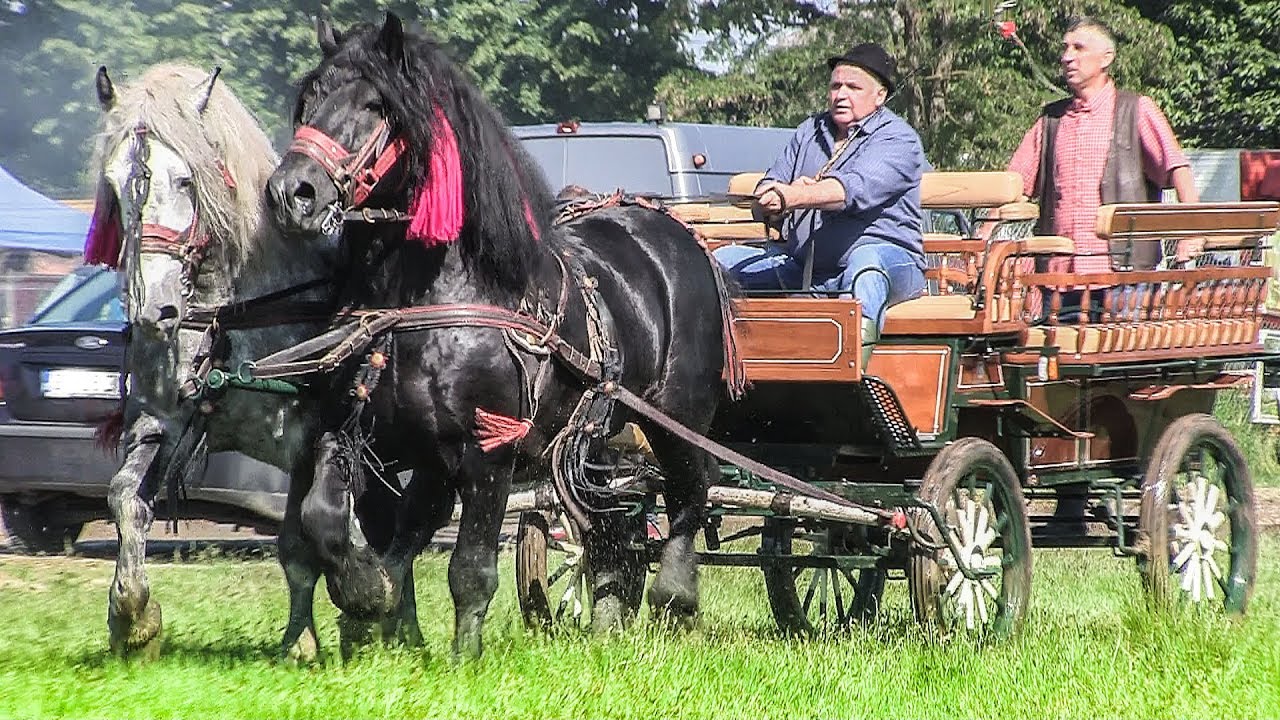 Targ cu cai de vanzare Marginea - Suceava, 2 Iunie 2019. Partea 1