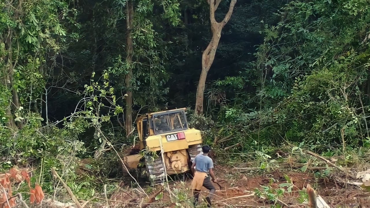 See the Power of the CAT D6R XL Bulldozer in Action Pushing Trees for Plantation Land Clearing