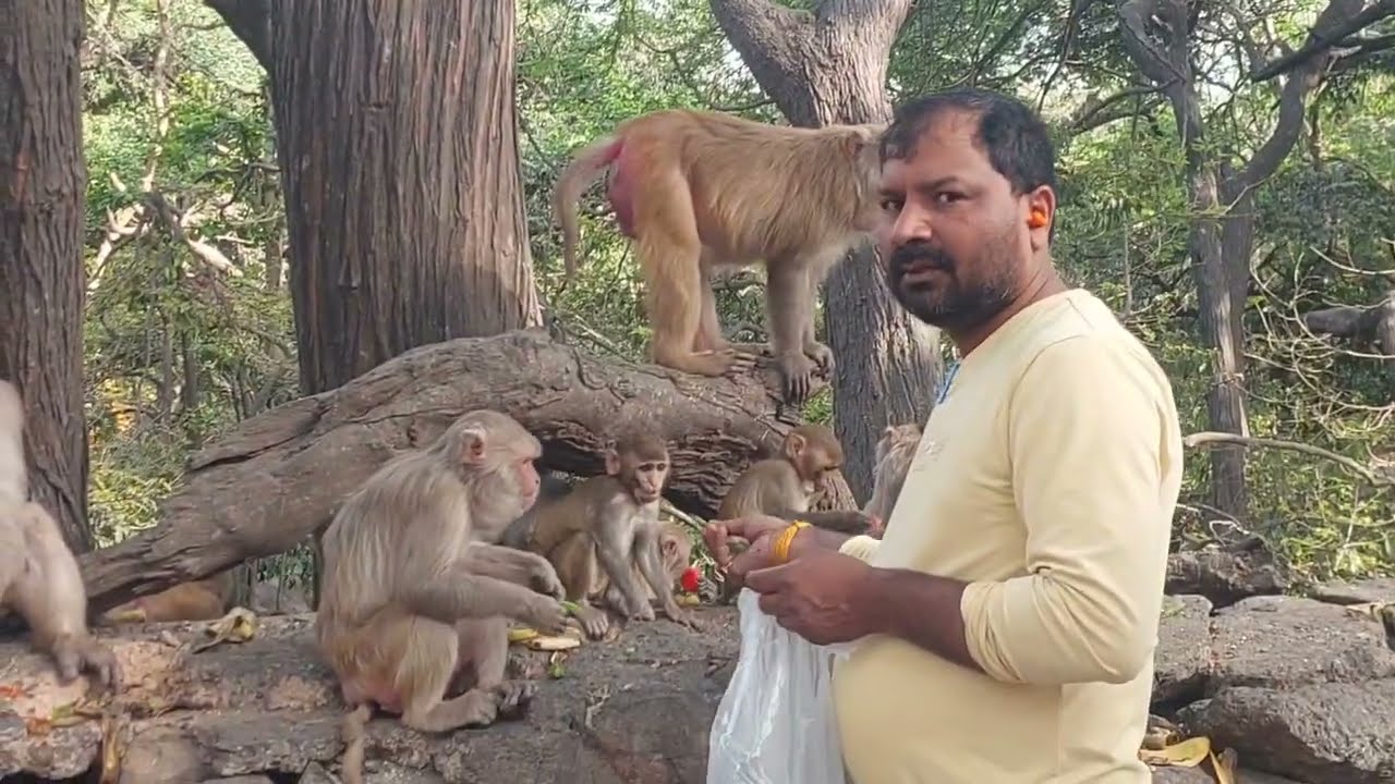 Shanivar monkey sewa 🙏jay #monkey #viralvideo #youtubeshorts 