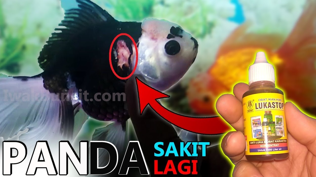 Penyakit Aeromonas Borok Ikan Mas Koki Sembuh dengan LukaStop: Berikut Tata Cara Karantinanya