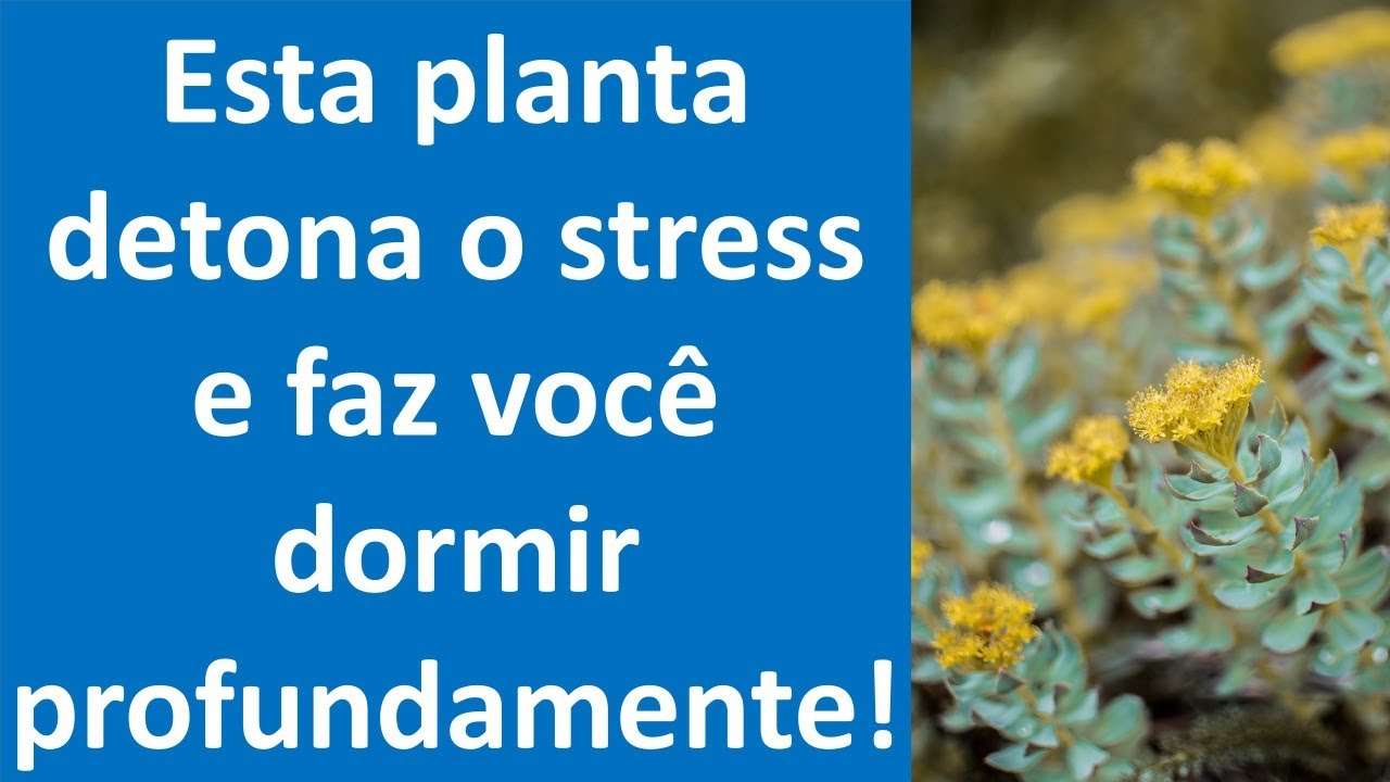 Esta planta detona o stress e faz voce dormir maravilhosamente!