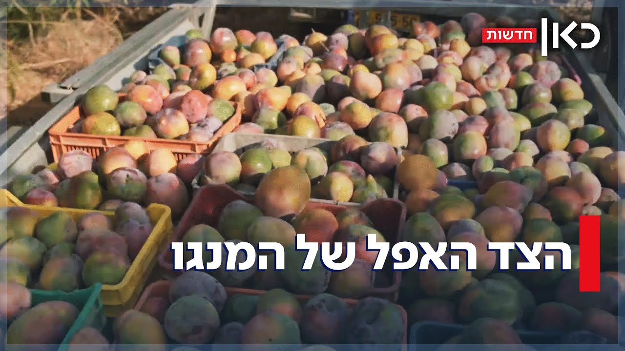 על המר והמתוק: הצד האפל של חגיגת המנגו בישראל