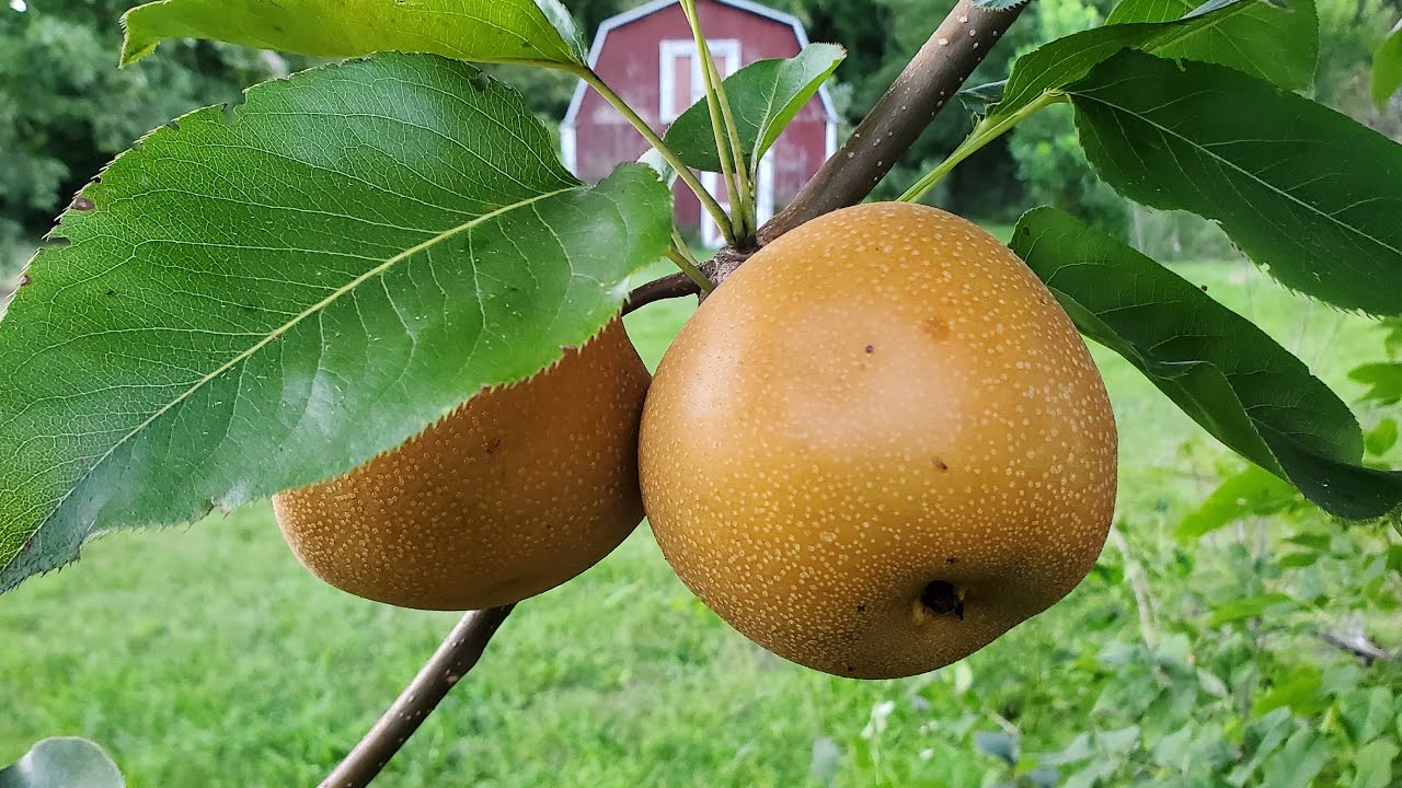 Our Largest 