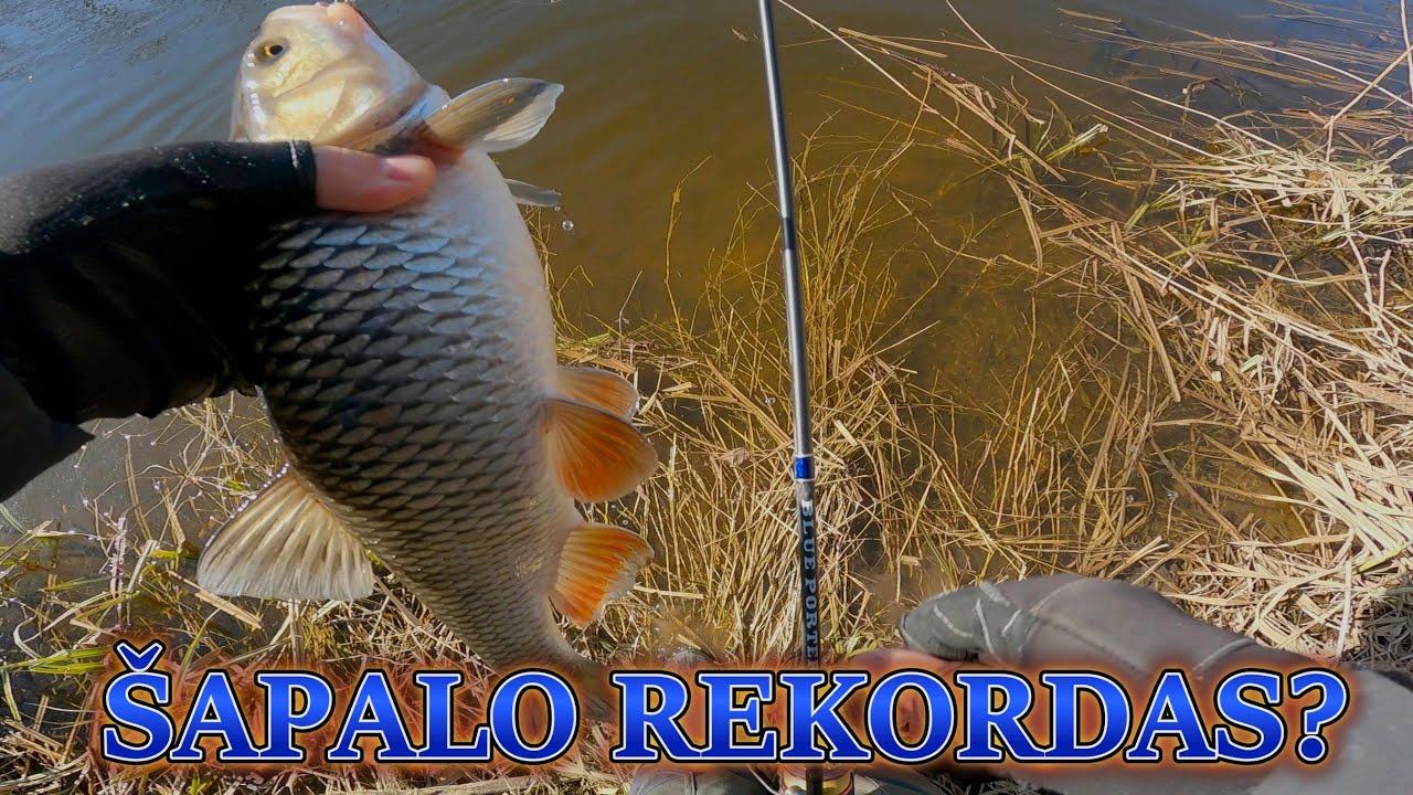 Lampačiai ant dzig rigo ir sapalas monstras Žvejyba jig-rig sistemele