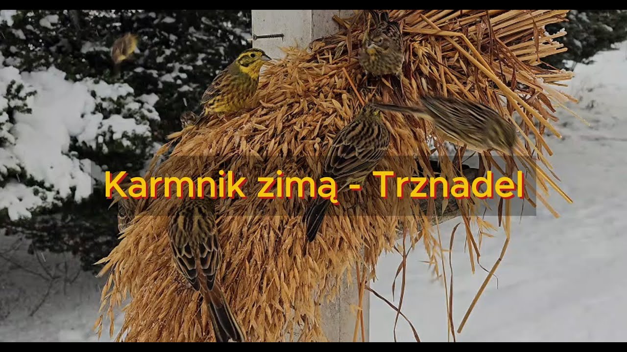 Karmnik zimą - trznadel