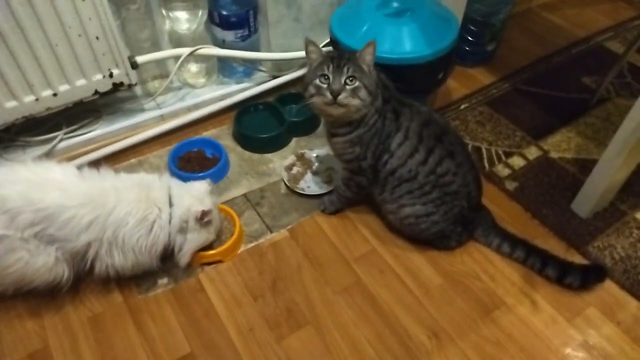 The cats ate well at night and everyone was happy