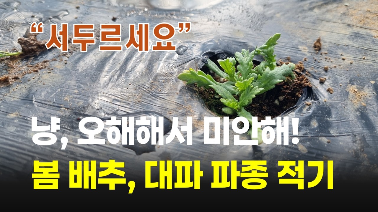 영곡리이야기 #084] 봄배추, 대파 모종 만들기 2월 10일이 적기입니다. | 냥이야, 오해해서 미안해~