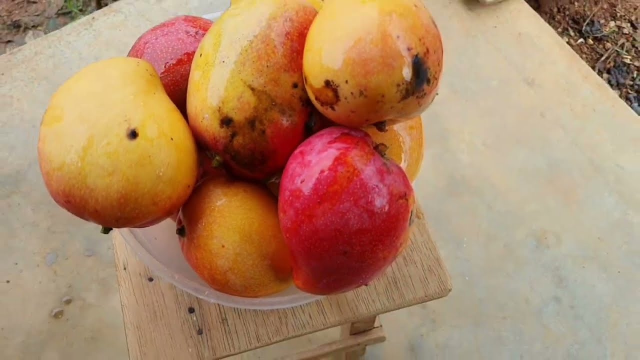 FUI. CHAMA O RAPAZ PRA ELE DA UMA ARADA NO TERRENO PRA PLANTAR MINHA ROÇA 