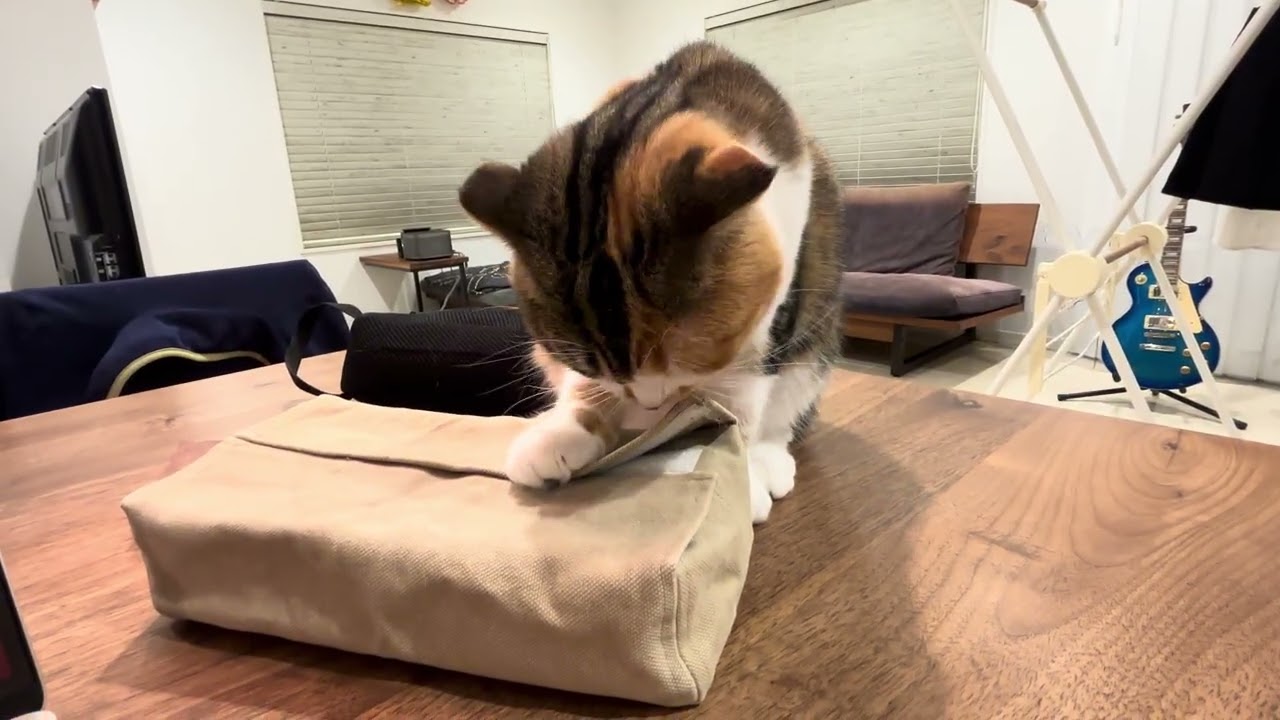 ティッシュケースにいたずらするミケちゃん🐱calio cat Mike-chan/Mike-chan messing with a tissue case