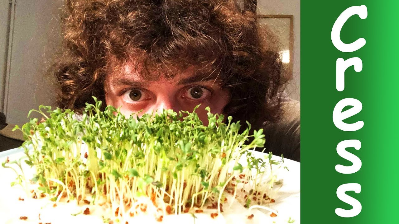 Lets Cress - Watching Cress Grow For 1 Hour!