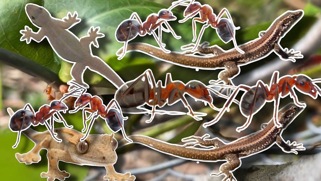 Geckos,Weaver Ants make the nests,Lizard find food,