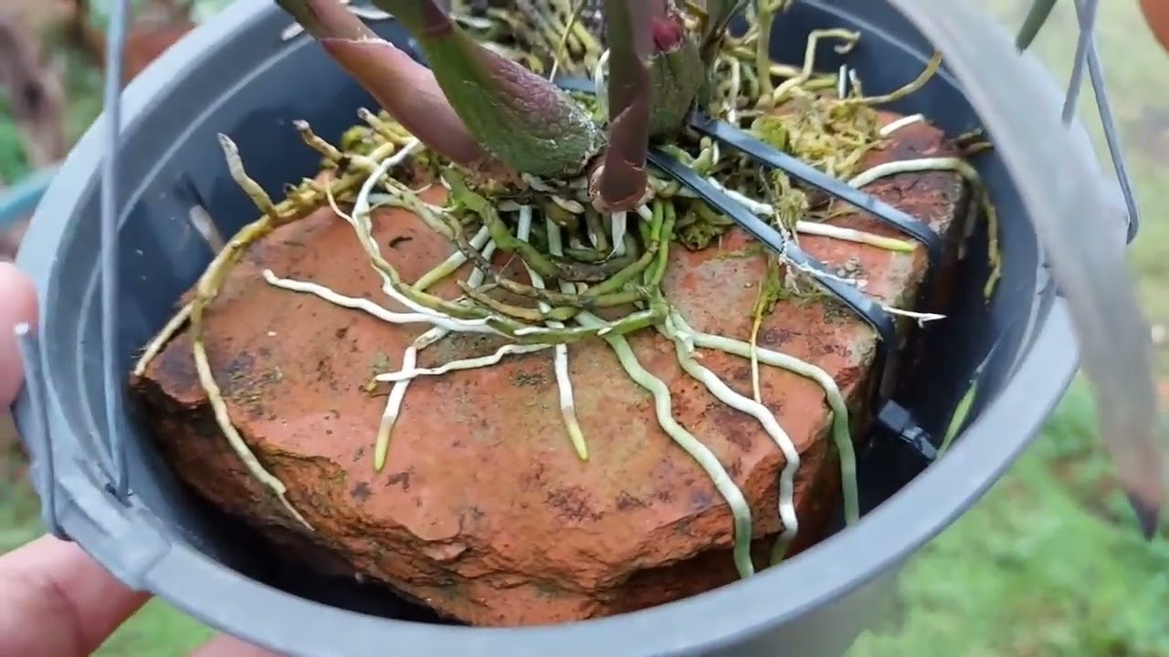 O MELHOR JEITO DE PLANTAR CATTLEYA E TER MUITAS RAÍZES NOVAS E FLORES!!!