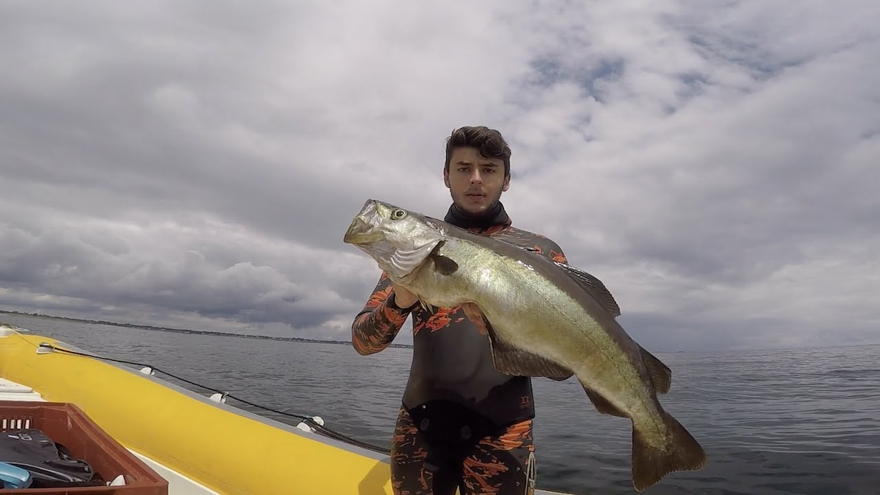 Gros Lieux Jaune // Chasse sous marine CPES 2019