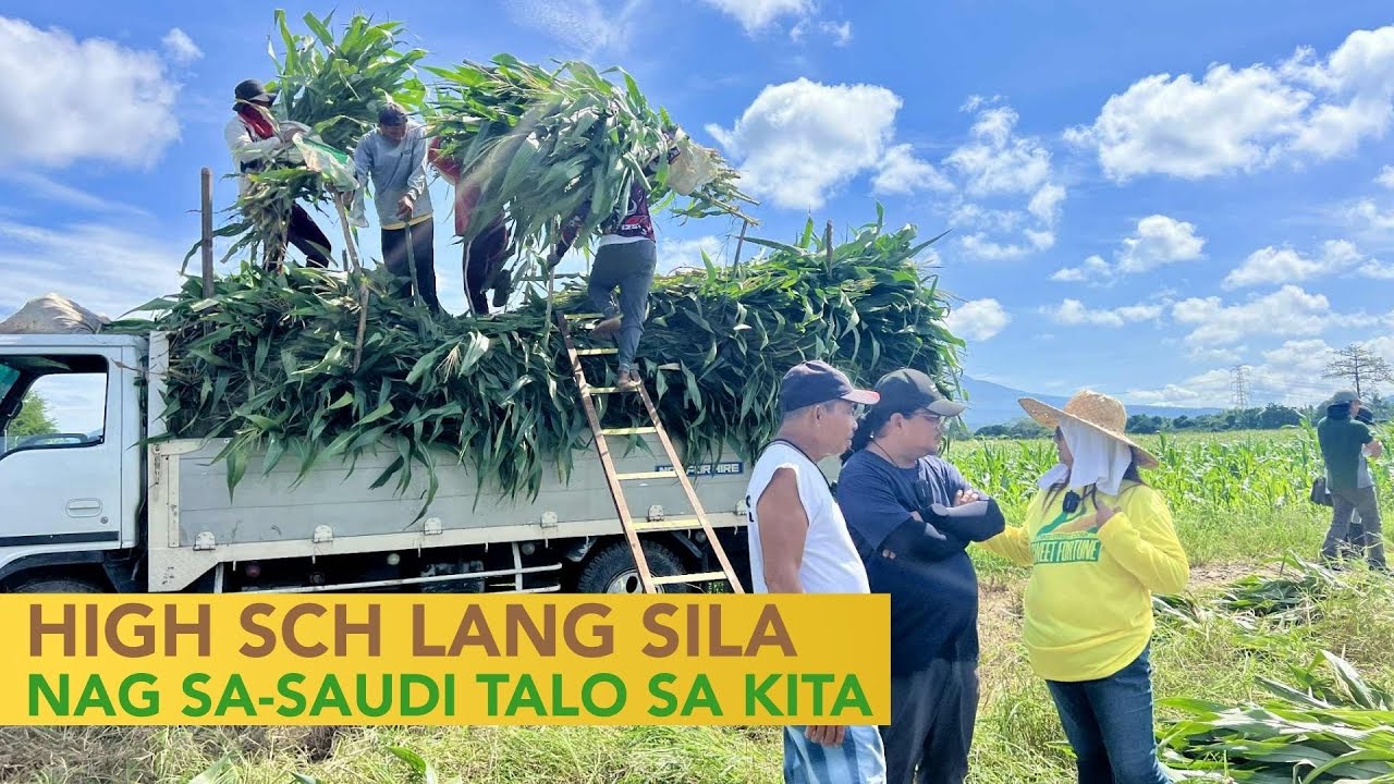 High School lang Inabot pero Daig ang Business Degree Holder, Talo rin ang OFW dahil sa Corn Farming