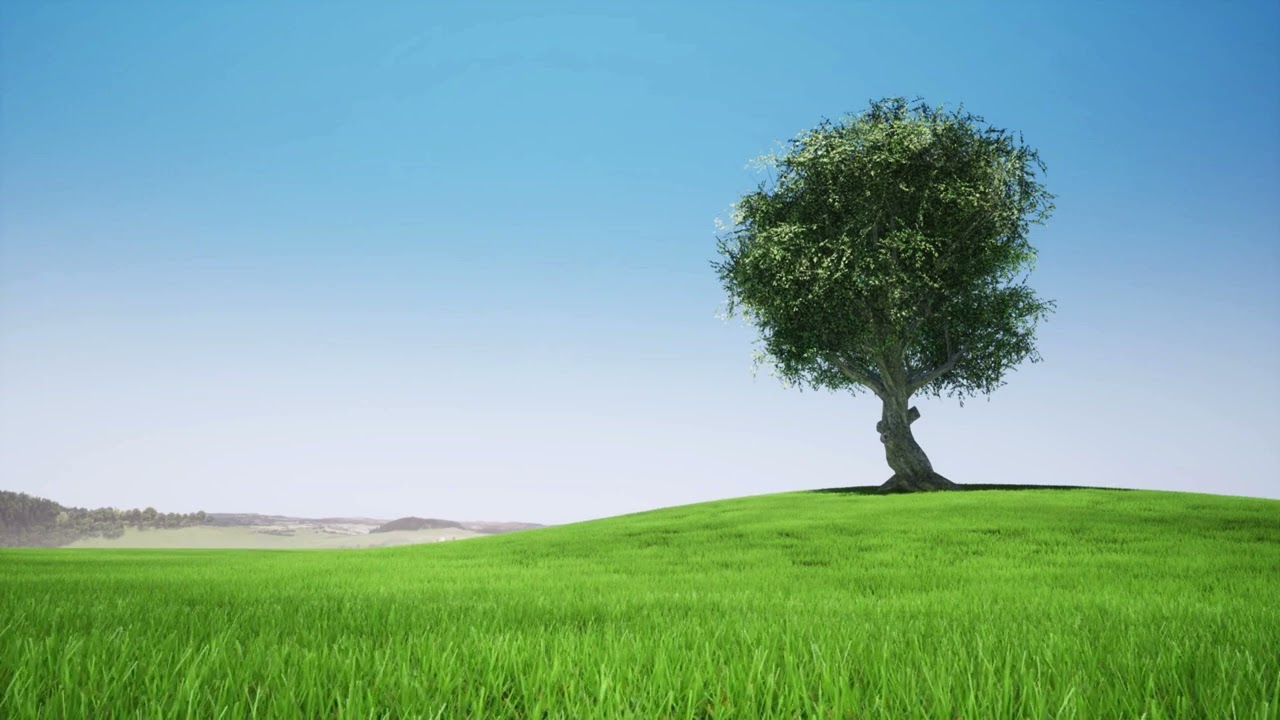 Relax your mind, meditation tree: manaskantha video
