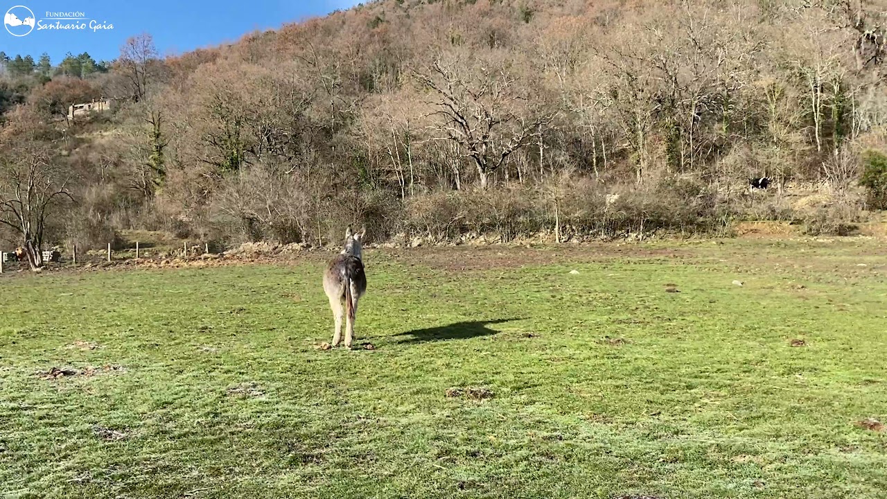 Leonardo - Burro conoce a sus nuevas compañeras, las vacas ❤️