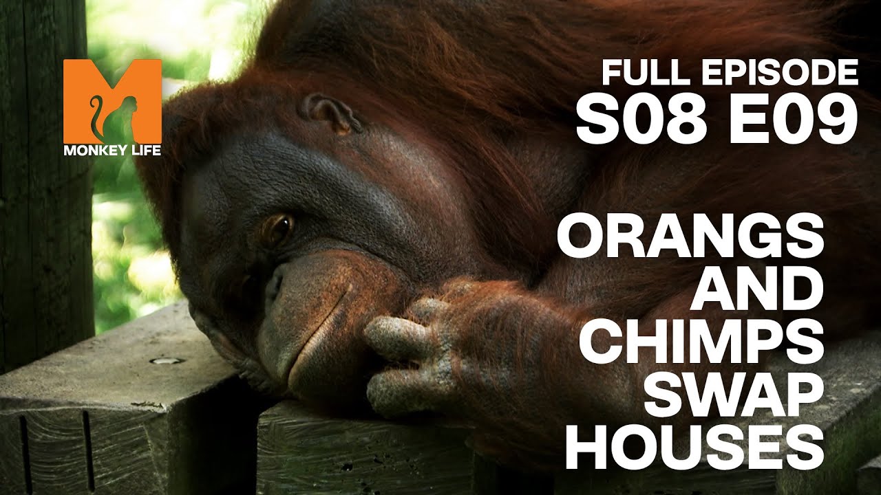 Orang-utans Move House | Season 8 Episode 9 | Full Episode | Monkey Life