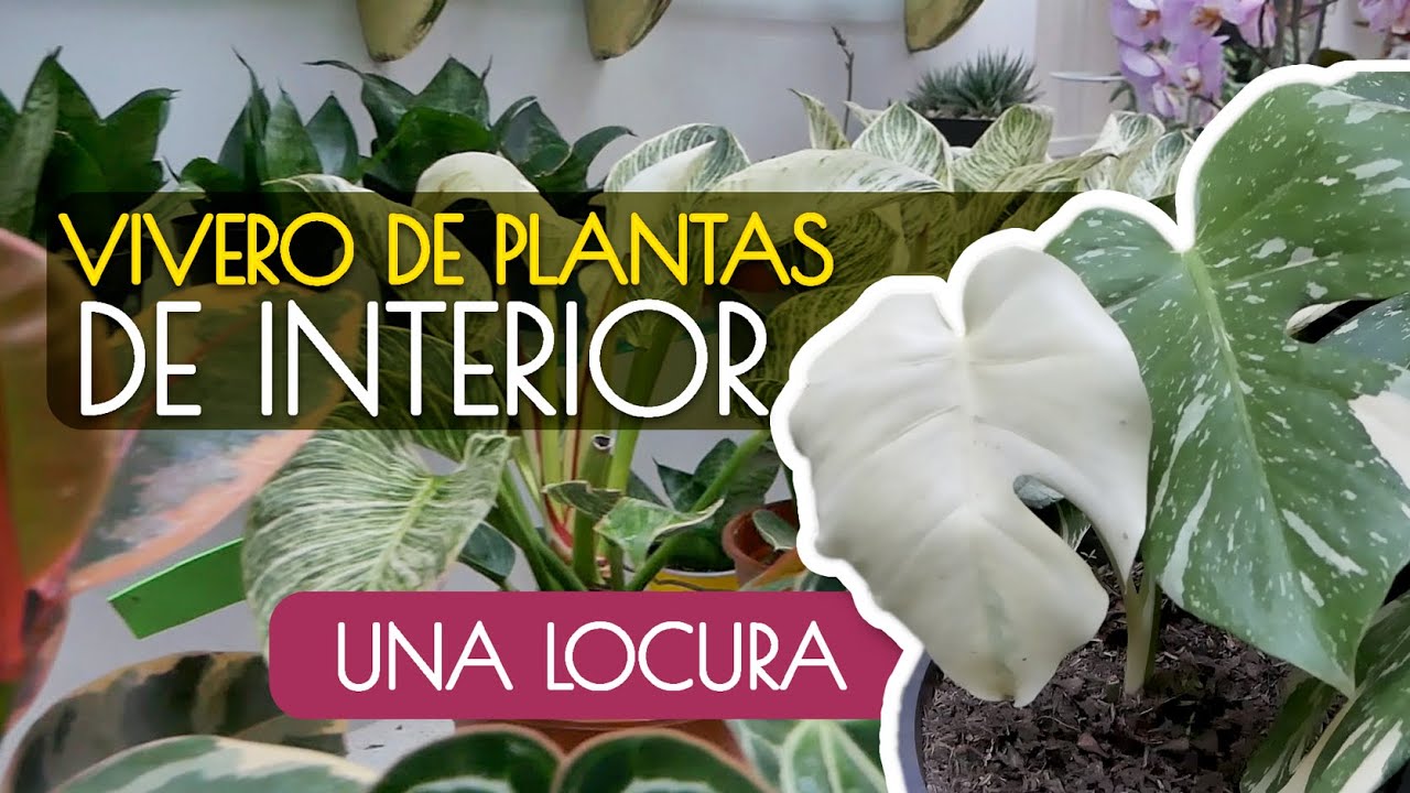 EL VIVERO MAS IMPRESIONANTE DE PLANTAS DE INTERIOR QUE VERÁS HOY