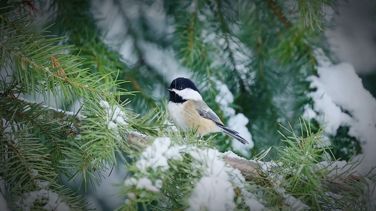 Peaceful sounds of rain and a relaxing landscape of a bird sitting on a snow covered tree branch