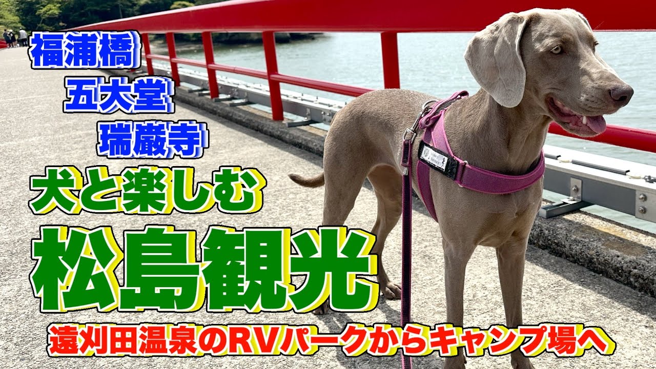 犬と楽しむ松島観光！：犬と一緒に松島散策を楽しみたい方、必見です！