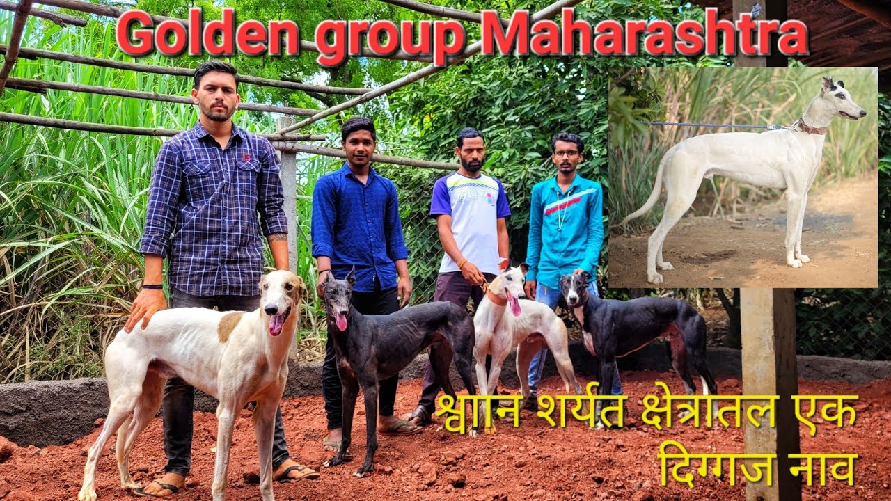 ireland import ग्रेहाऊंड टाॅम क्रुझ || शर्यत क्षेत्रातील नामवंत श्वाान Greyhound dog kennel visit