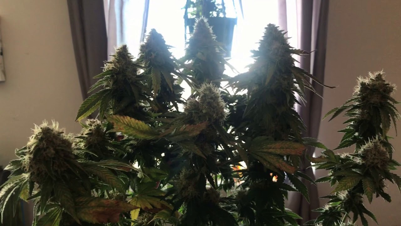 White Widow Grow- Mars Hydro ll 700w