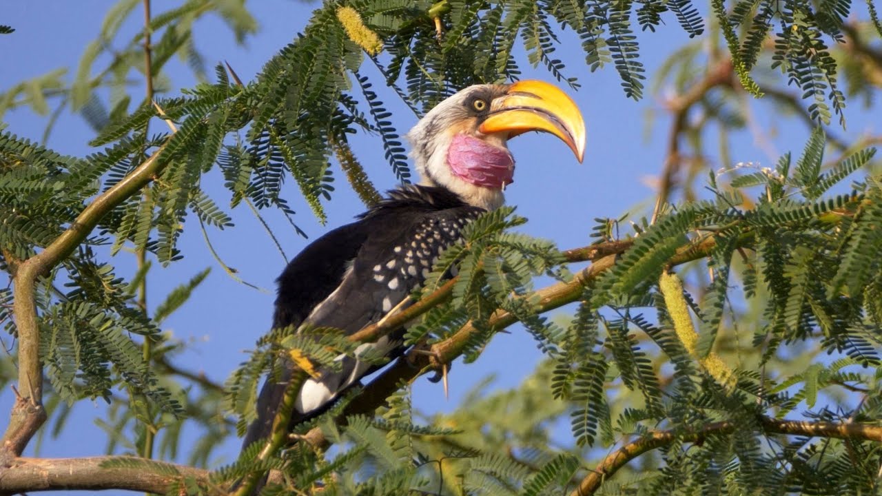 Eastern Yellow-billed Hornbill Calling