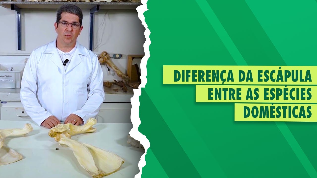 Anatomia Veterinária: Escápula